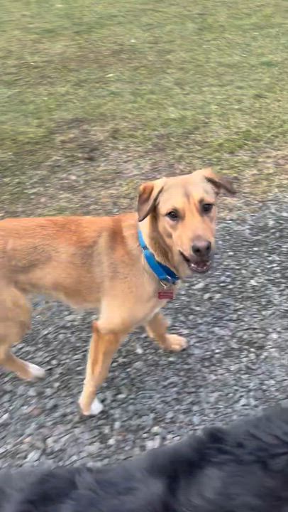 Enlarge DAISY and MADELENA, a Adoptable mixed breed in New Paltz, NY video 5/5