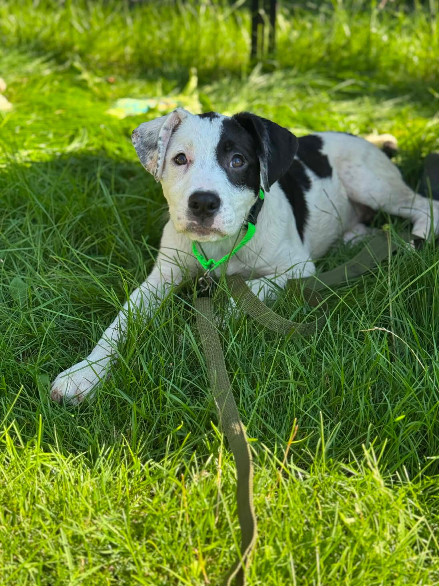 Monica, ADOPTABLE, Puppy Female Terrier.