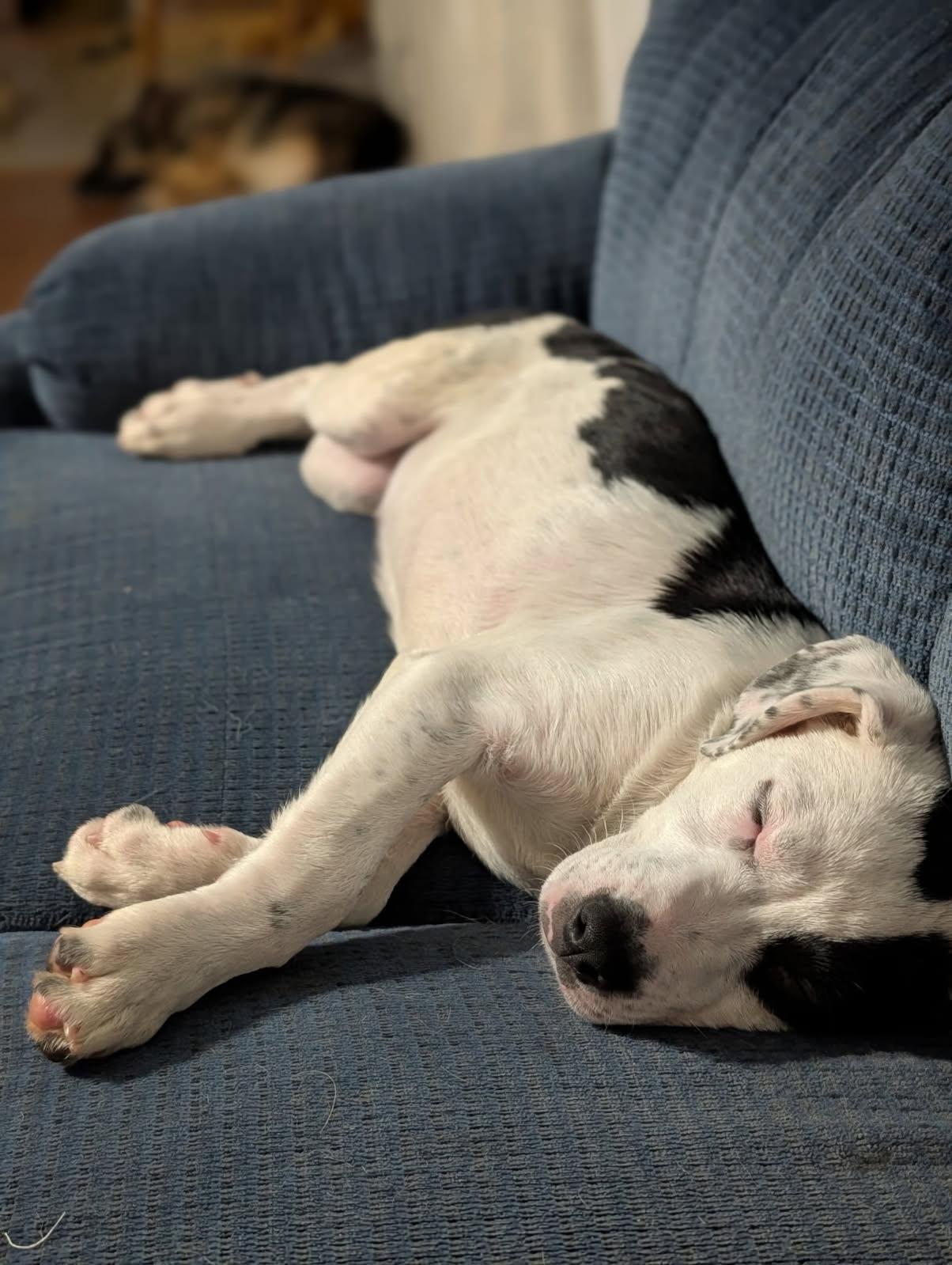Monica, a ADOPTABLE mixed breed in Byron, IL image 3/6