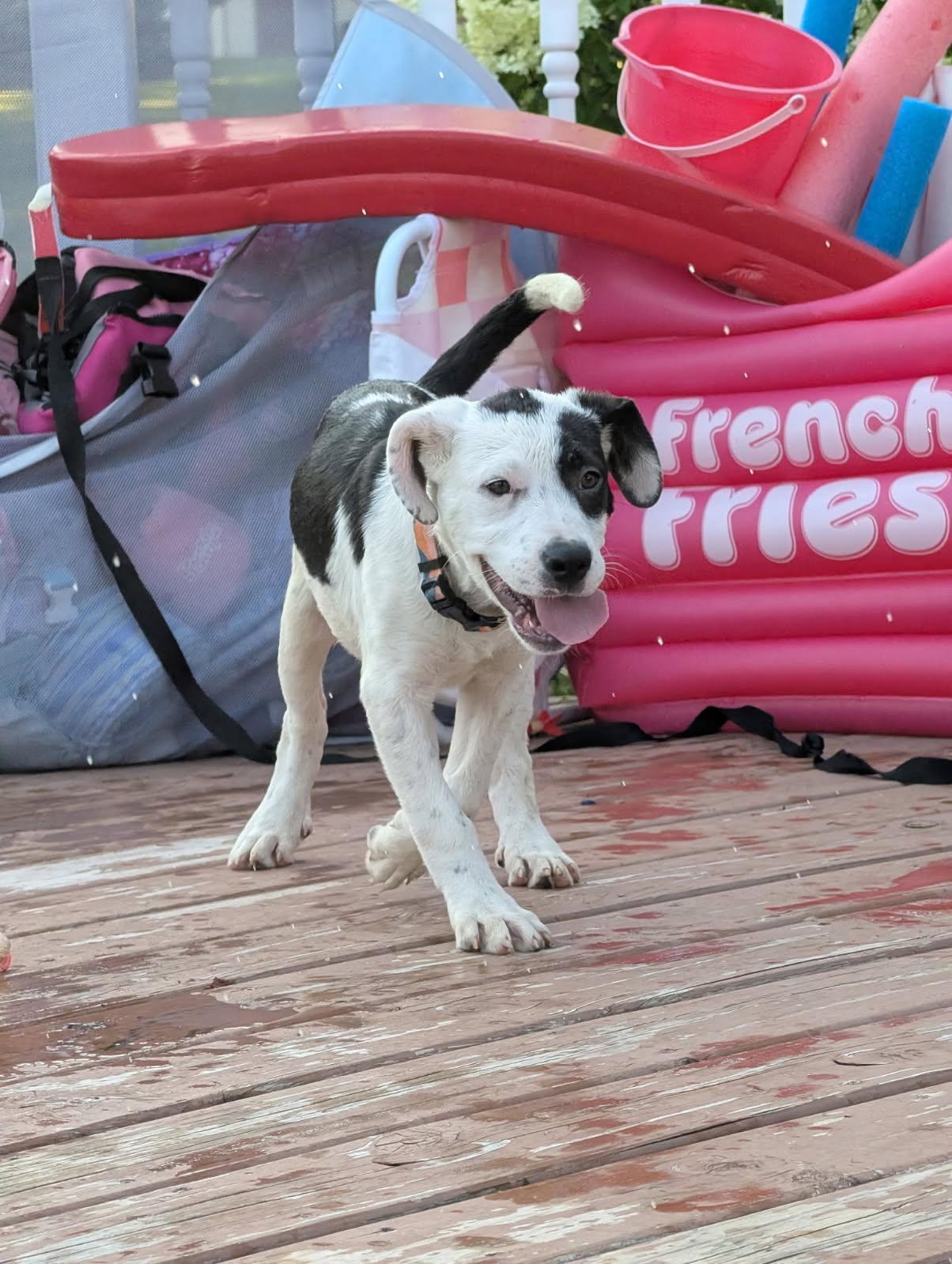 Monica, a ADOPTABLE mixed breed in Byron, IL image 6/6