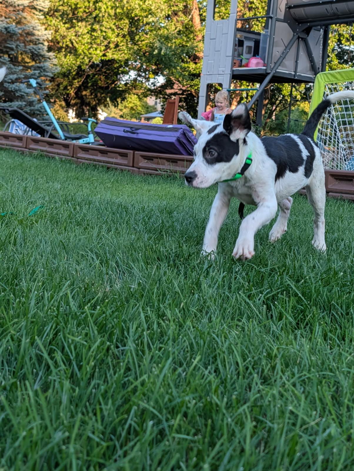 Monica, a ADOPTABLE mixed breed in Byron, IL image 5/6