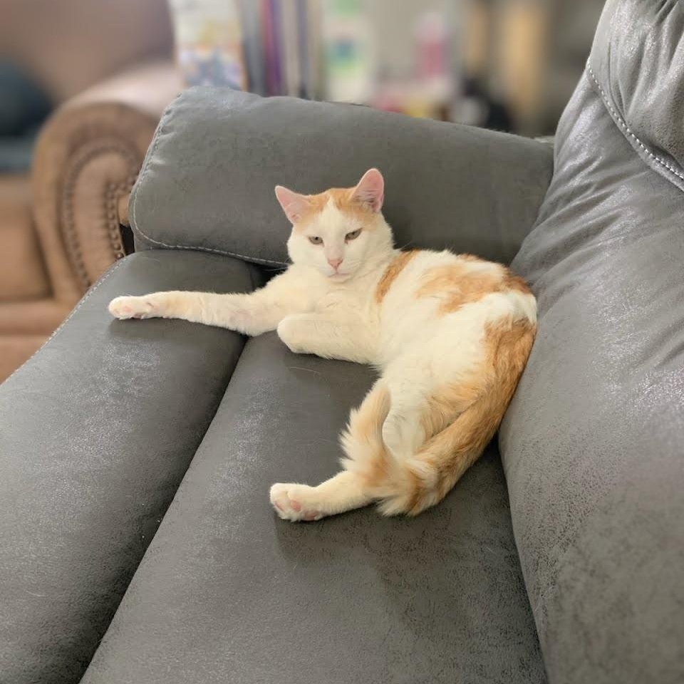 Purdue, an adoptable Domestic Short Hair in West Richland, WA, 99353 | Photo Image 2