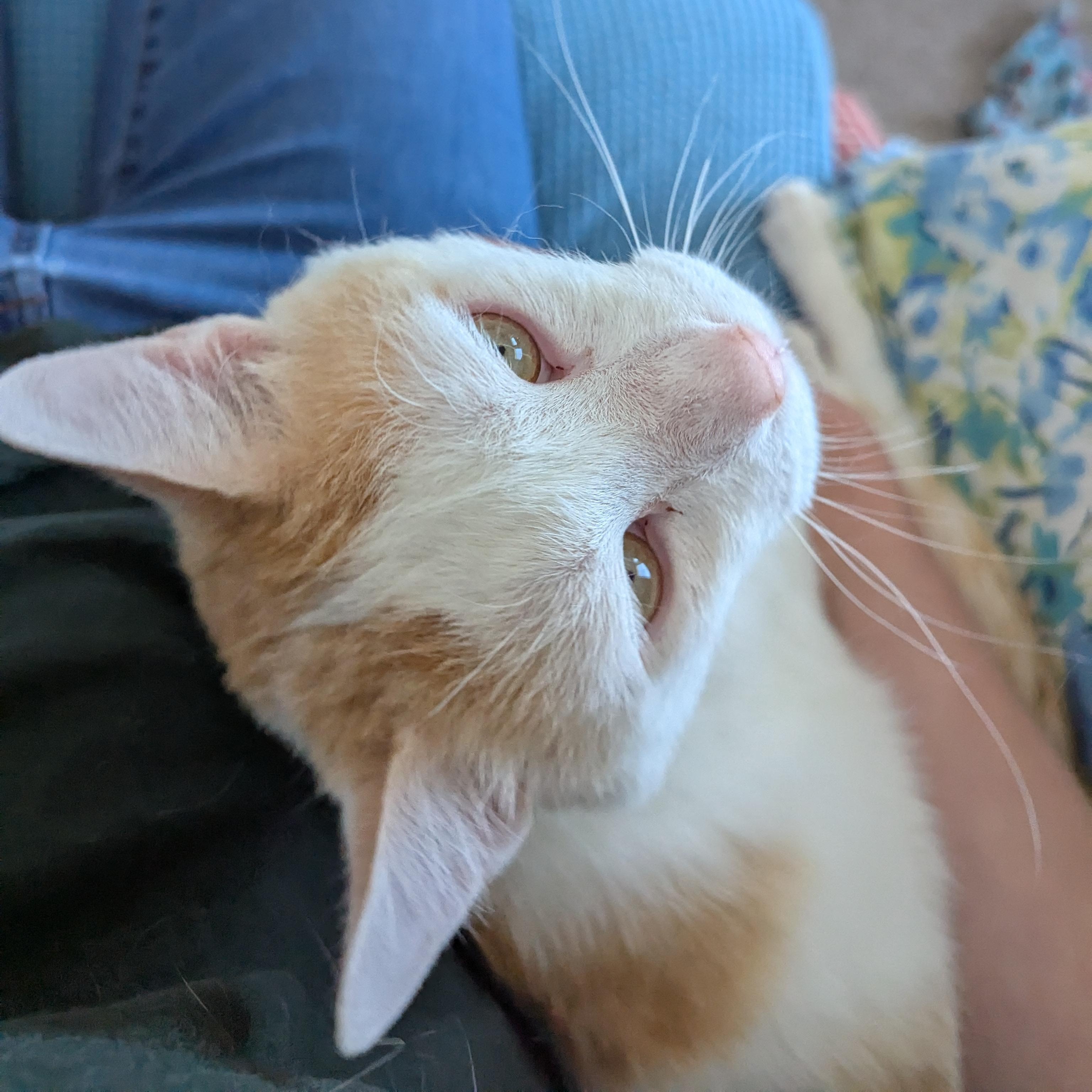Purdue, an adoptable Domestic Short Hair in West Richland, WA, 99353 | Photo Image 2