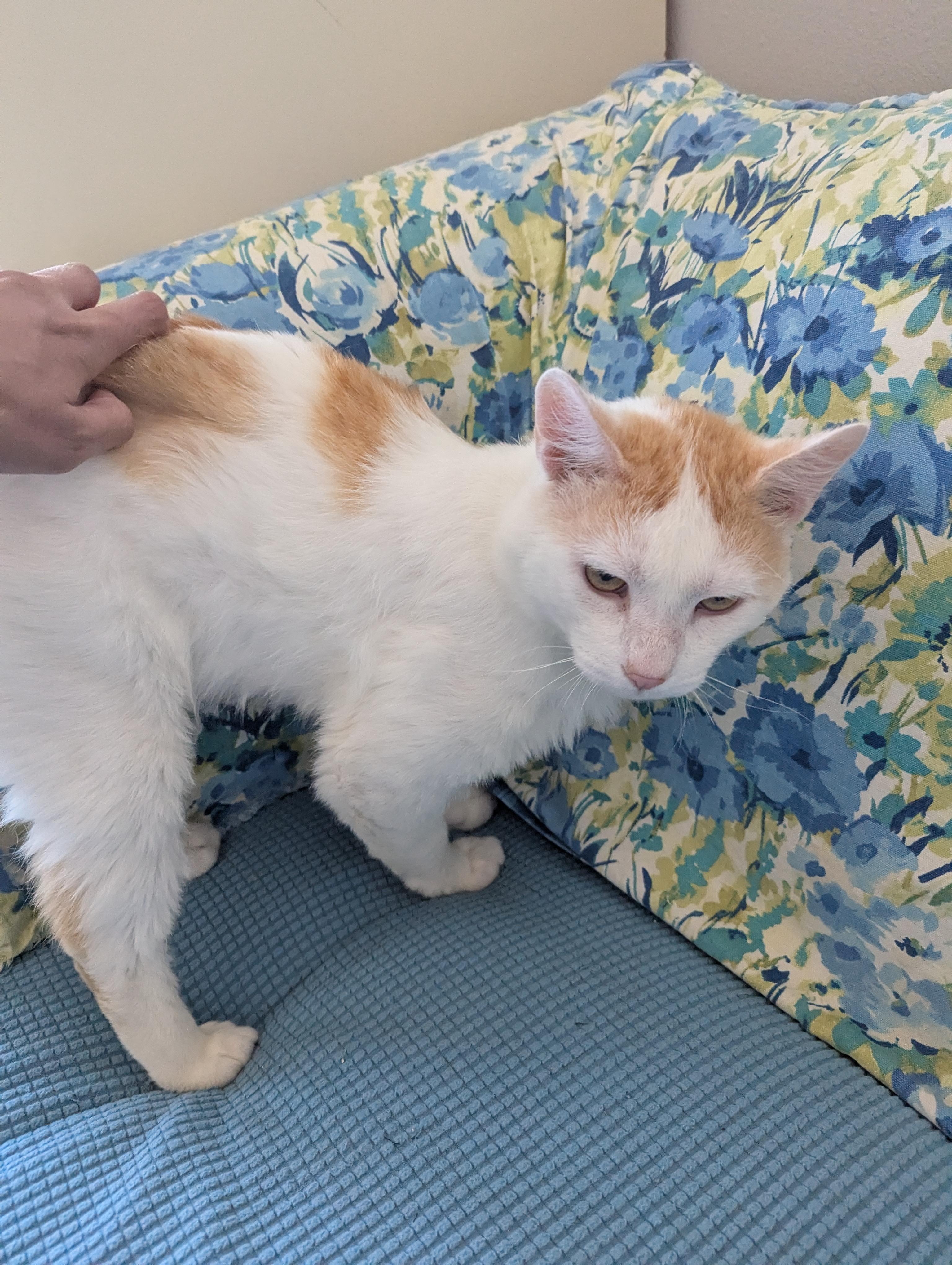 Purdue, an adoptable Domestic Short Hair in West Richland, WA, 99353 | Photo Image 3
