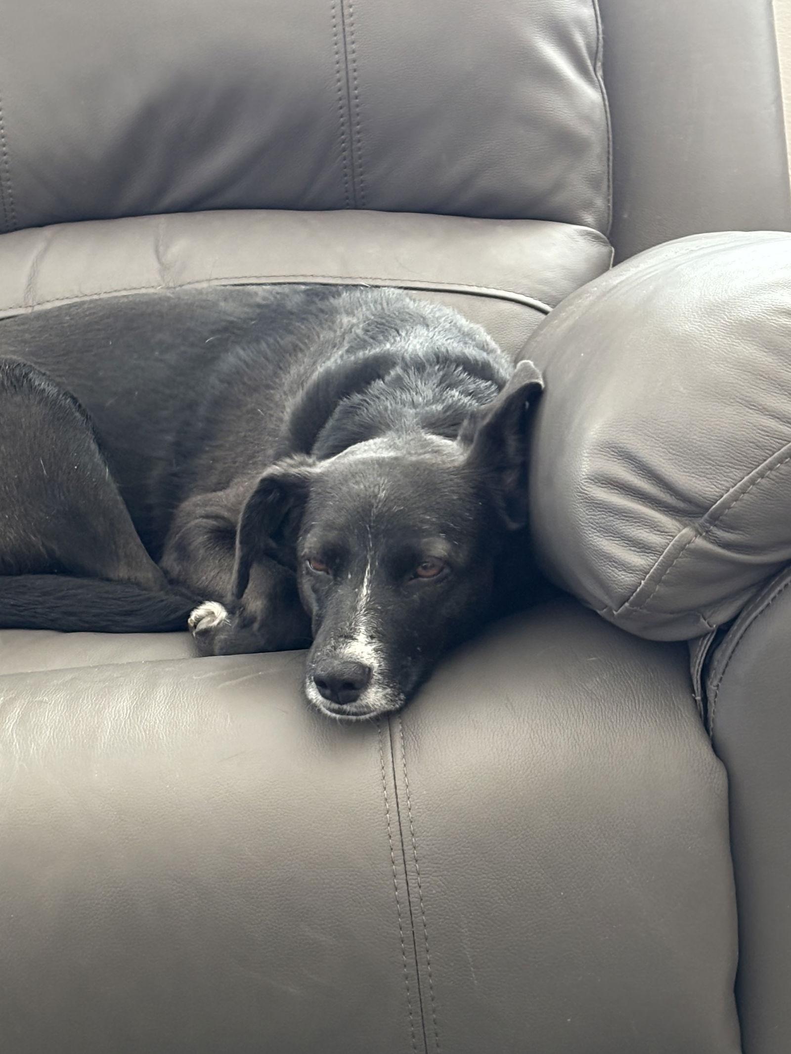 Hazel, a Adoptable Labrador Retriever in St. Louis, MO image 2/3