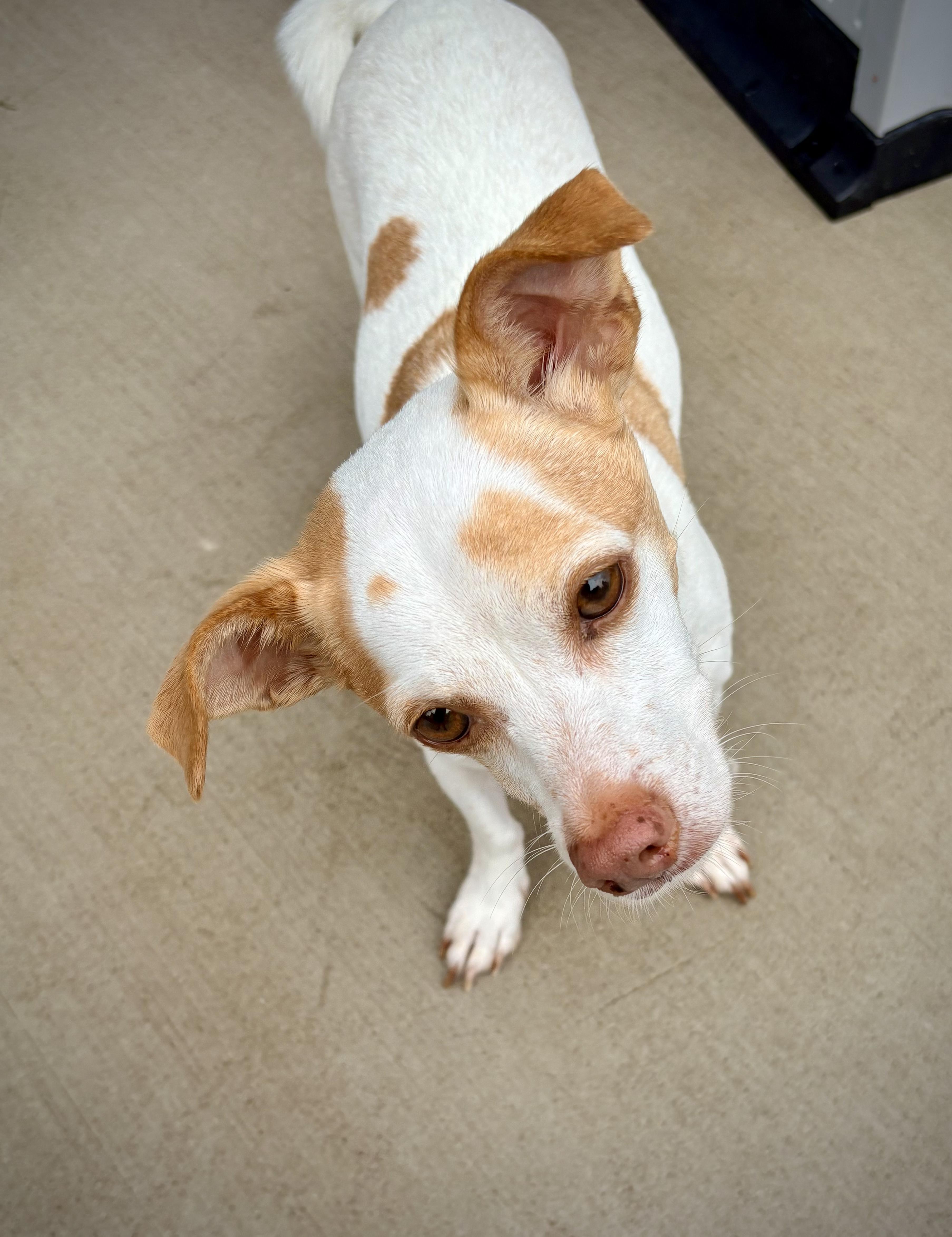 Enlarge Gilly, a Adoptable mixed breed in Kalamazoo, MI image 4/5