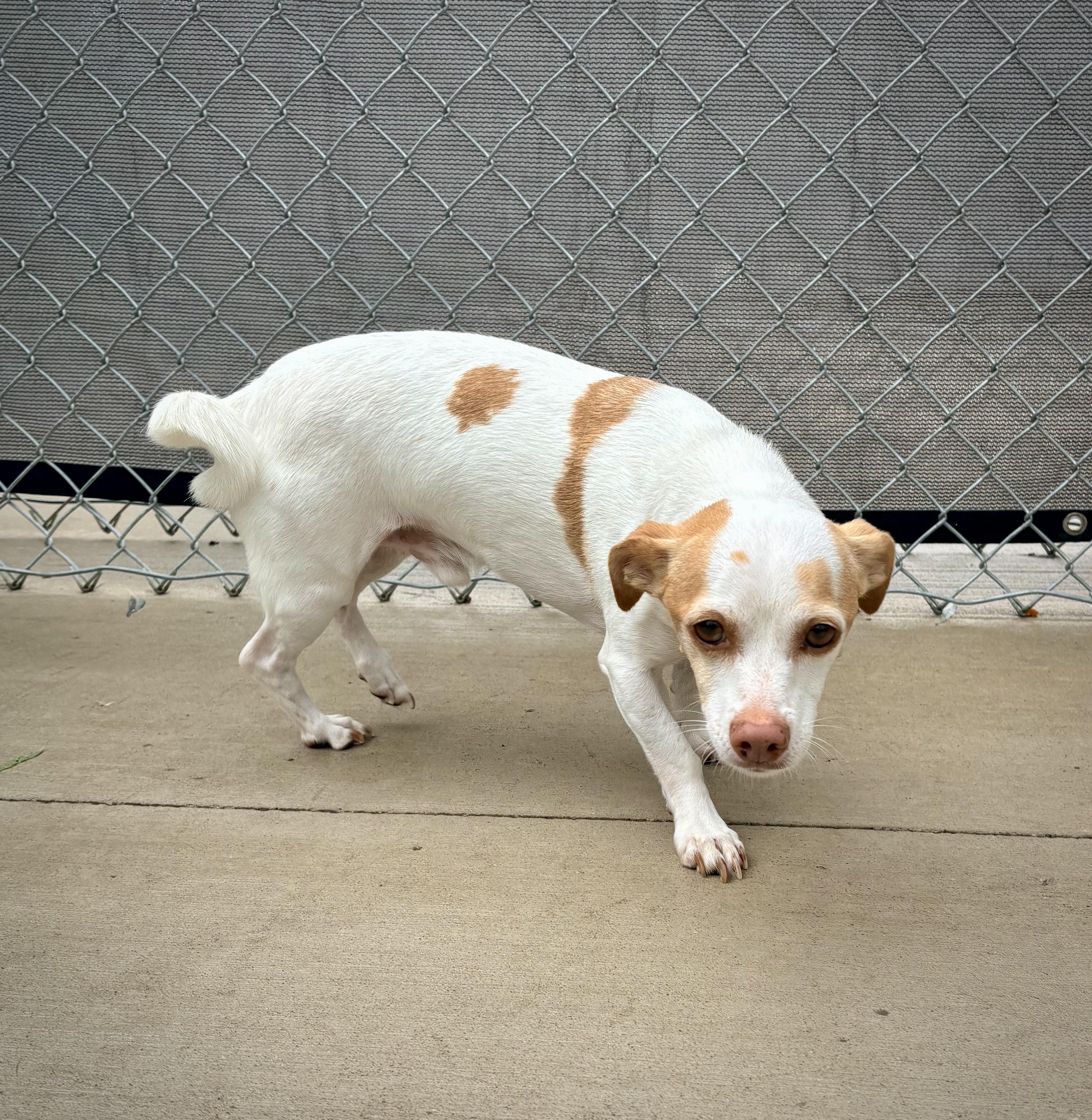 Enlarge Gilly, a Adoptable mixed breed in Kalamazoo, MI image 2/5