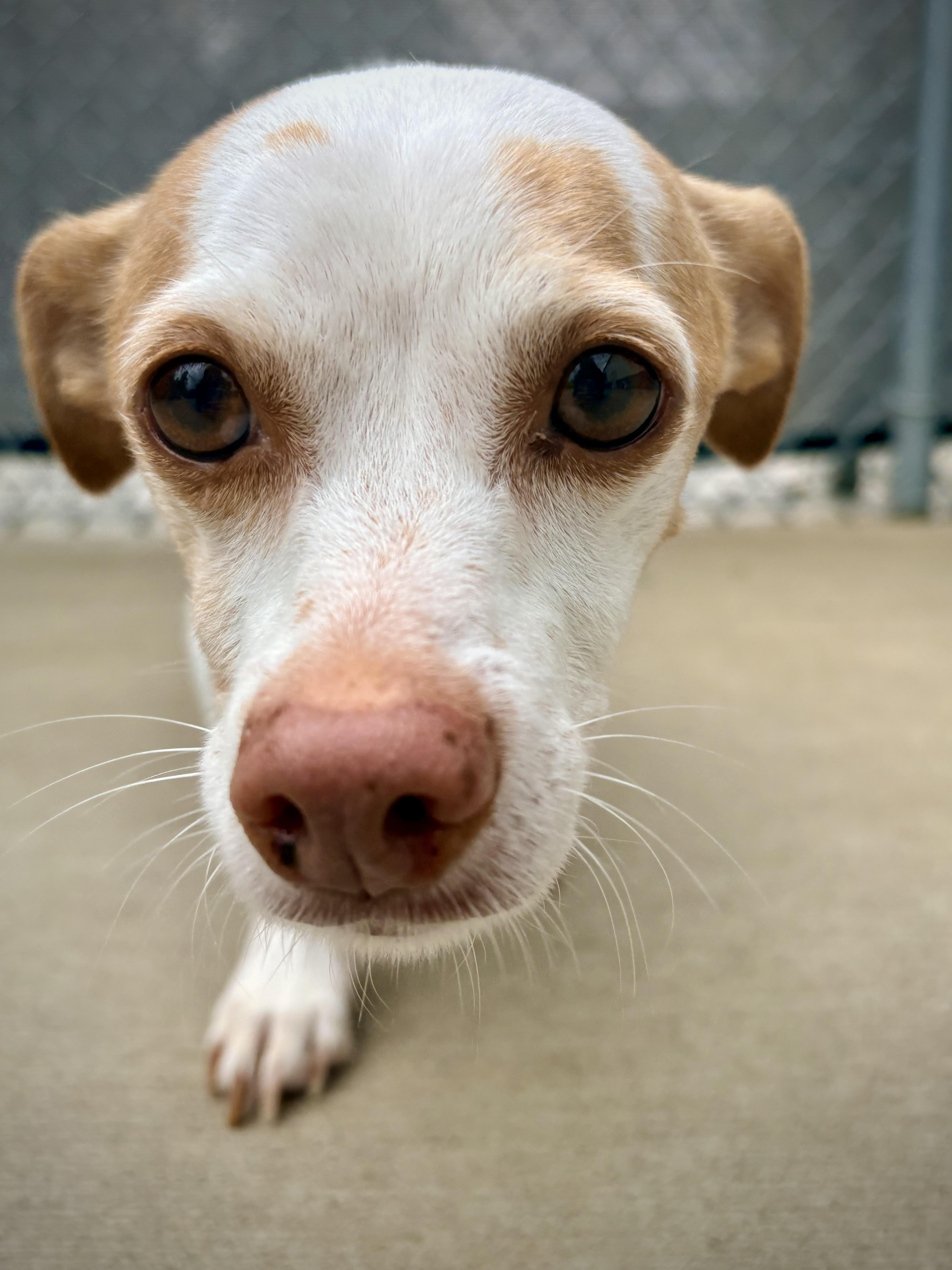 Enlarge Gilly, a Adoptable mixed breed in Kalamazoo, MI image 3/5