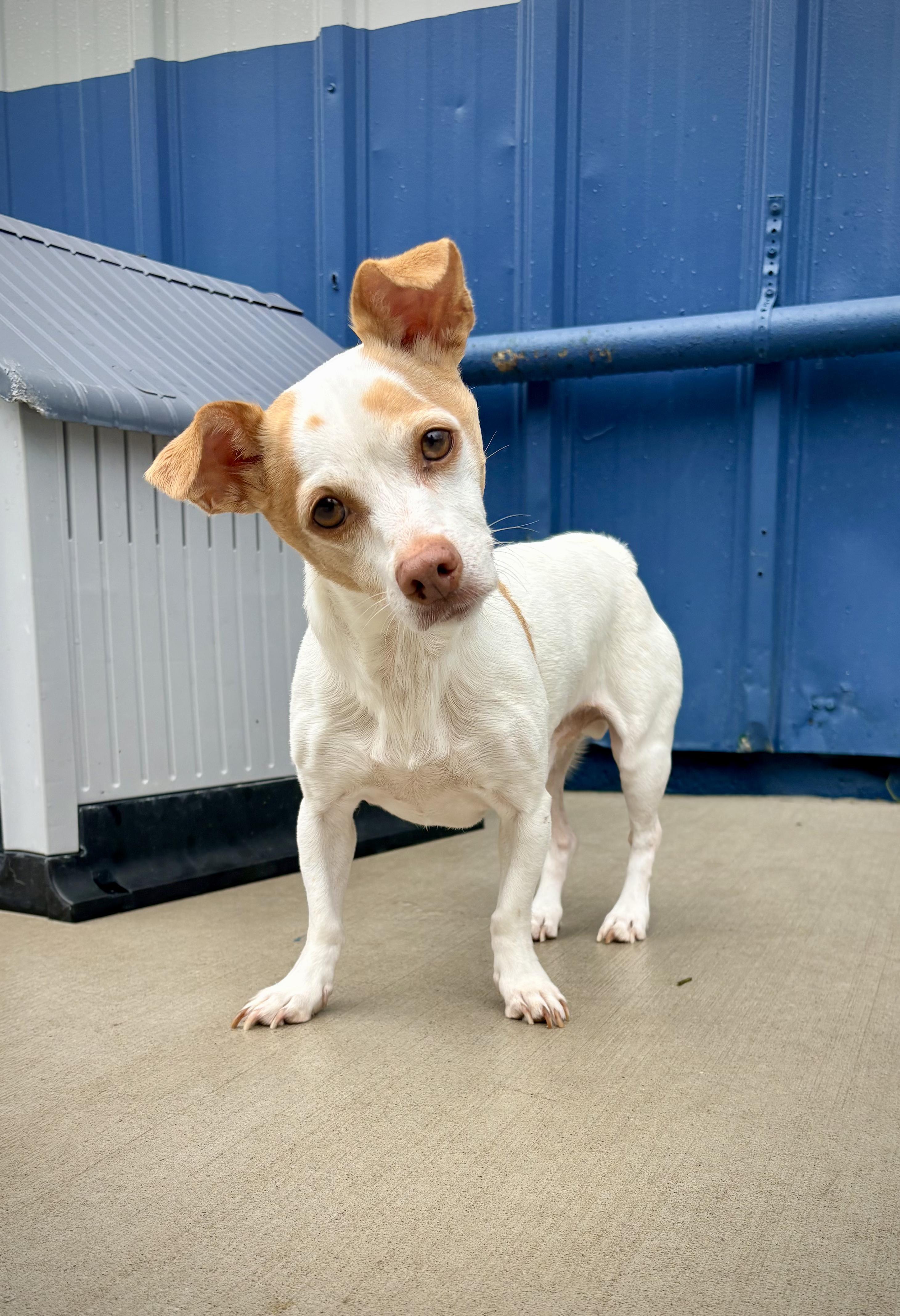 Gilly, Adoptable, Senior Male Chihuahua.