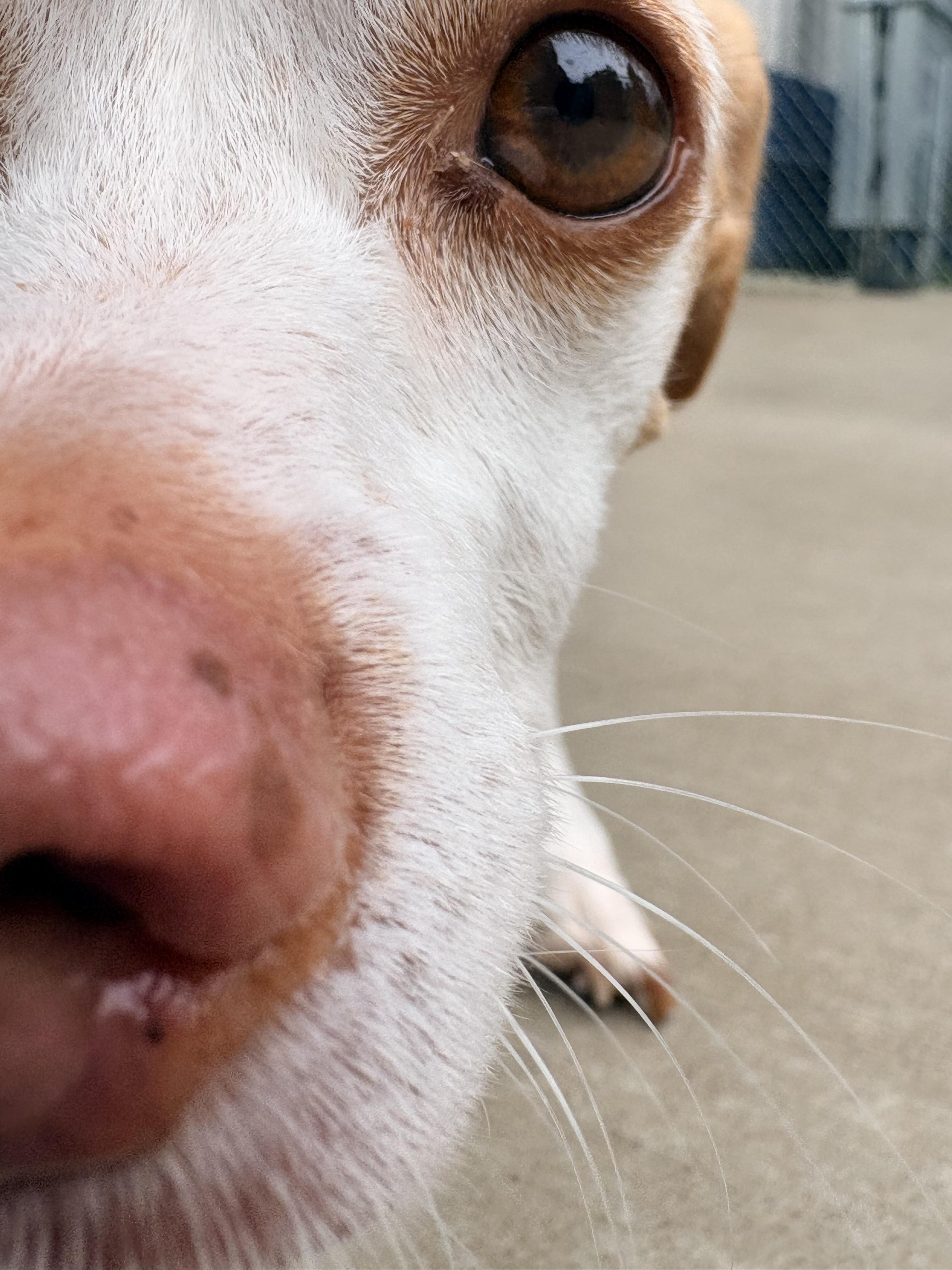 Enlarge Gilly, a Adoptable mixed breed in Kalamazoo, MI image 5/5