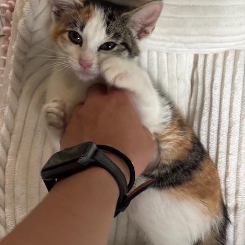 Apple of my Eye Calico Cat