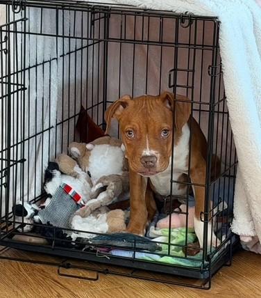 Enlarge Bacon, a ADOPTABLE mixed breed in Bethlehem, PA image 3/6