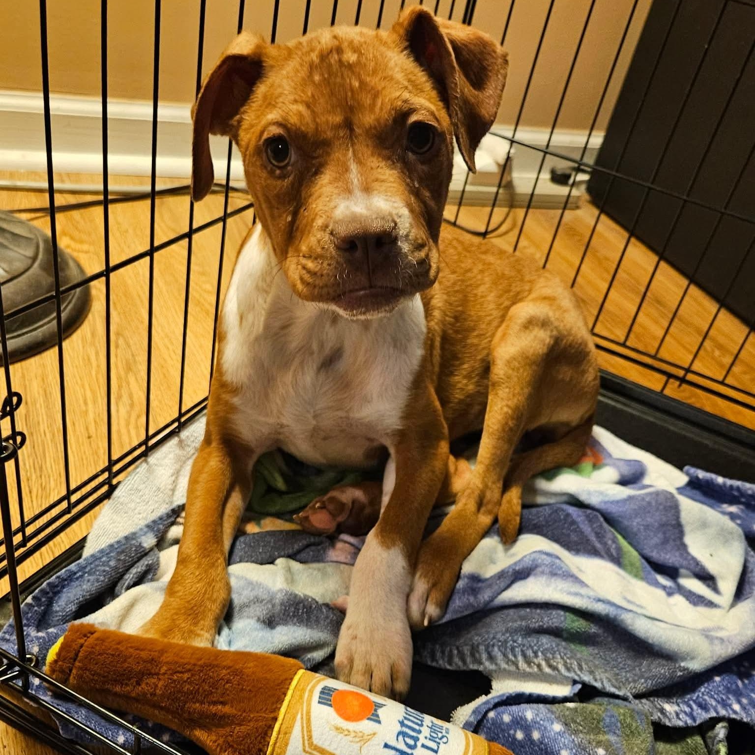 Enlarge Bacon, a ADOPTABLE mixed breed in Bethlehem, PA image 6/6