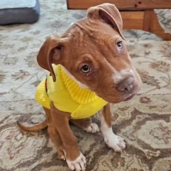 Enlarge Bacon, a ADOPTABLE mixed breed in Bethlehem, PA image 1/6