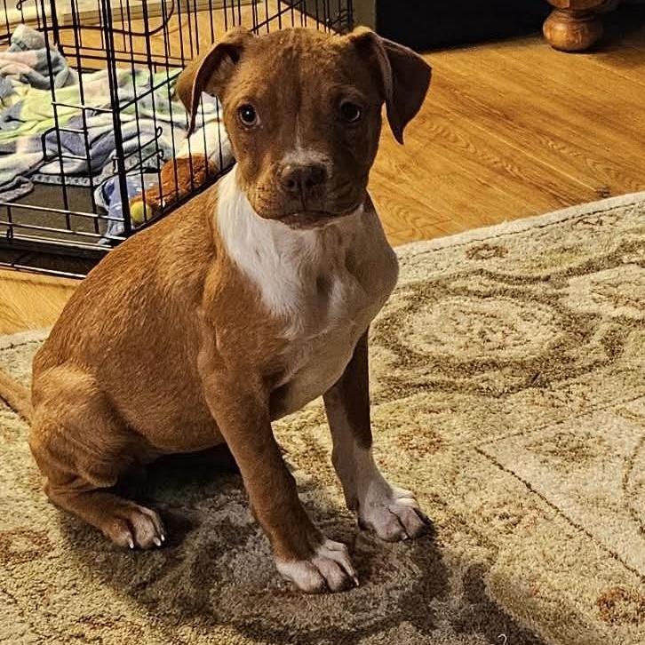 Enlarge Bacon, a ADOPTABLE mixed breed in Bethlehem, PA image 5/6