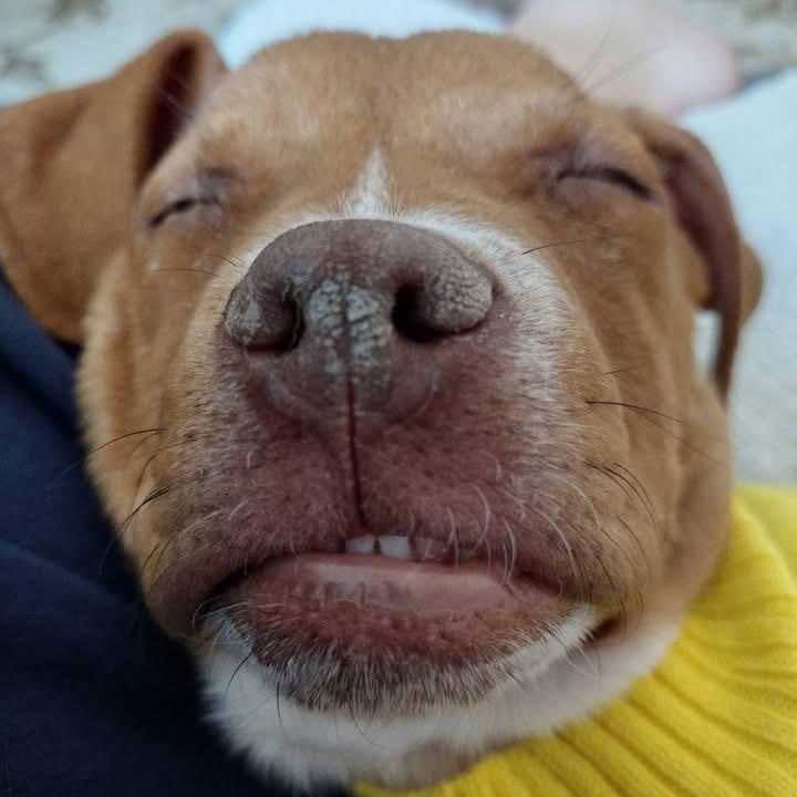 Enlarge Bacon, a ADOPTABLE mixed breed in Bethlehem, PA image 2/6