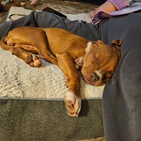 Enlarge Bacon, a ADOPTABLE mixed breed in Bethlehem, PA image 4/6