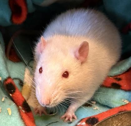Treasure Goblin, Adoptable, Adult Male Rat.