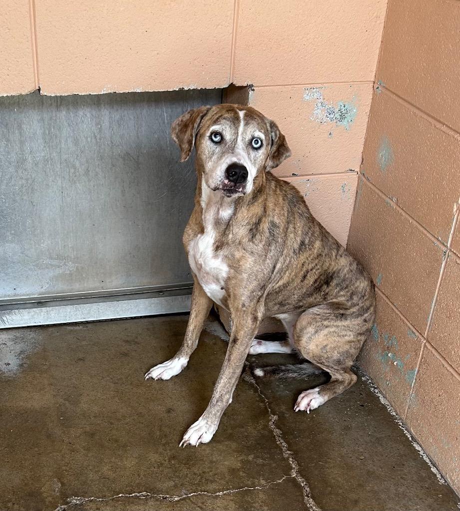 Izzie, Adoptable, Senior Female Hound.