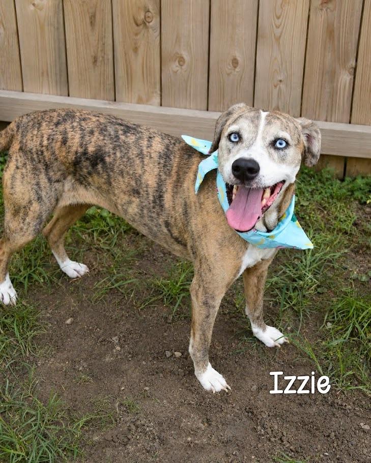 Enlarge Izzie, a Adoptable Hound in Gautier, MS image 2/2