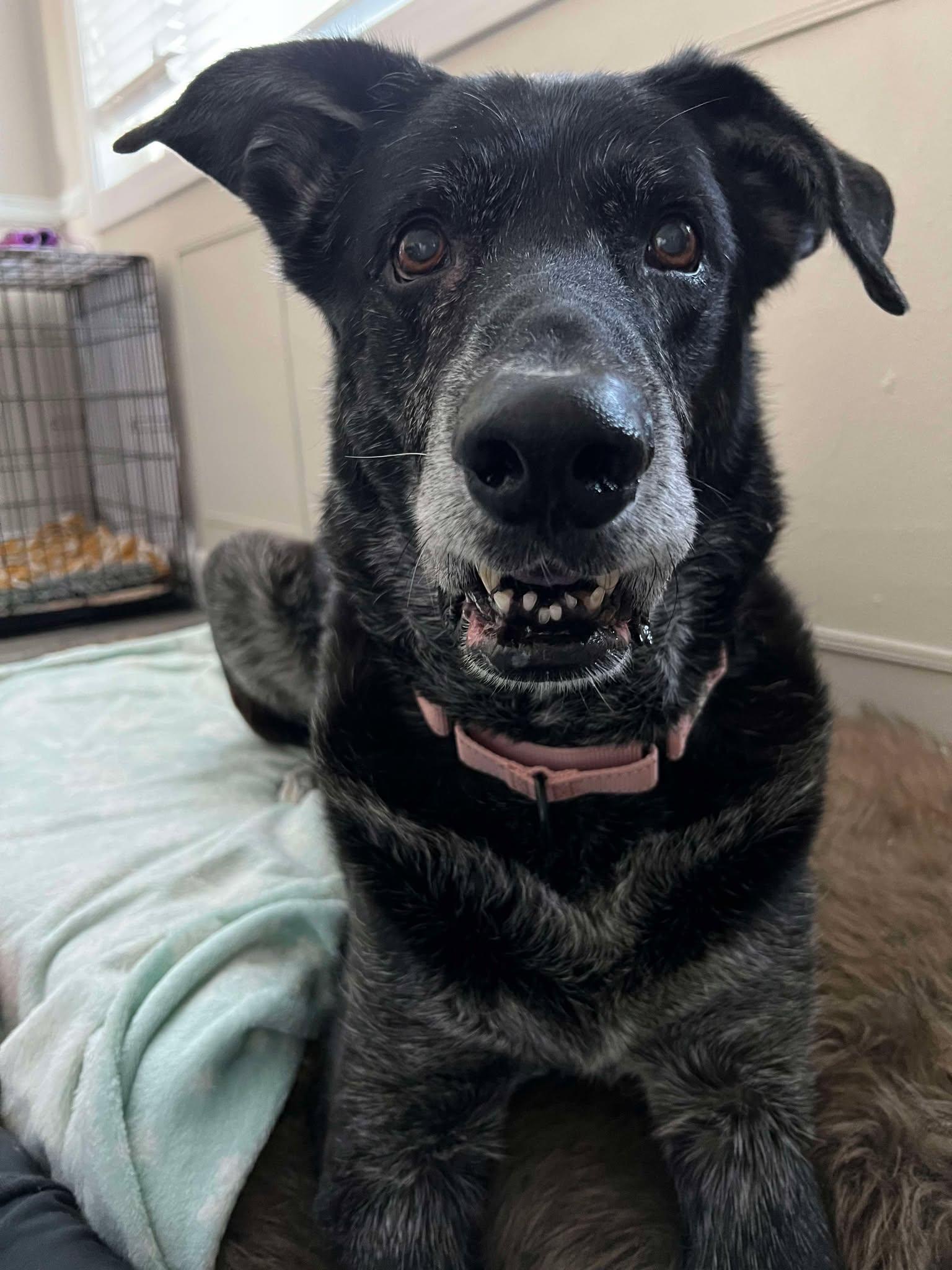 Zeus, a Adoptable Mixed Breed in Sioux Falls, SD image 3/6