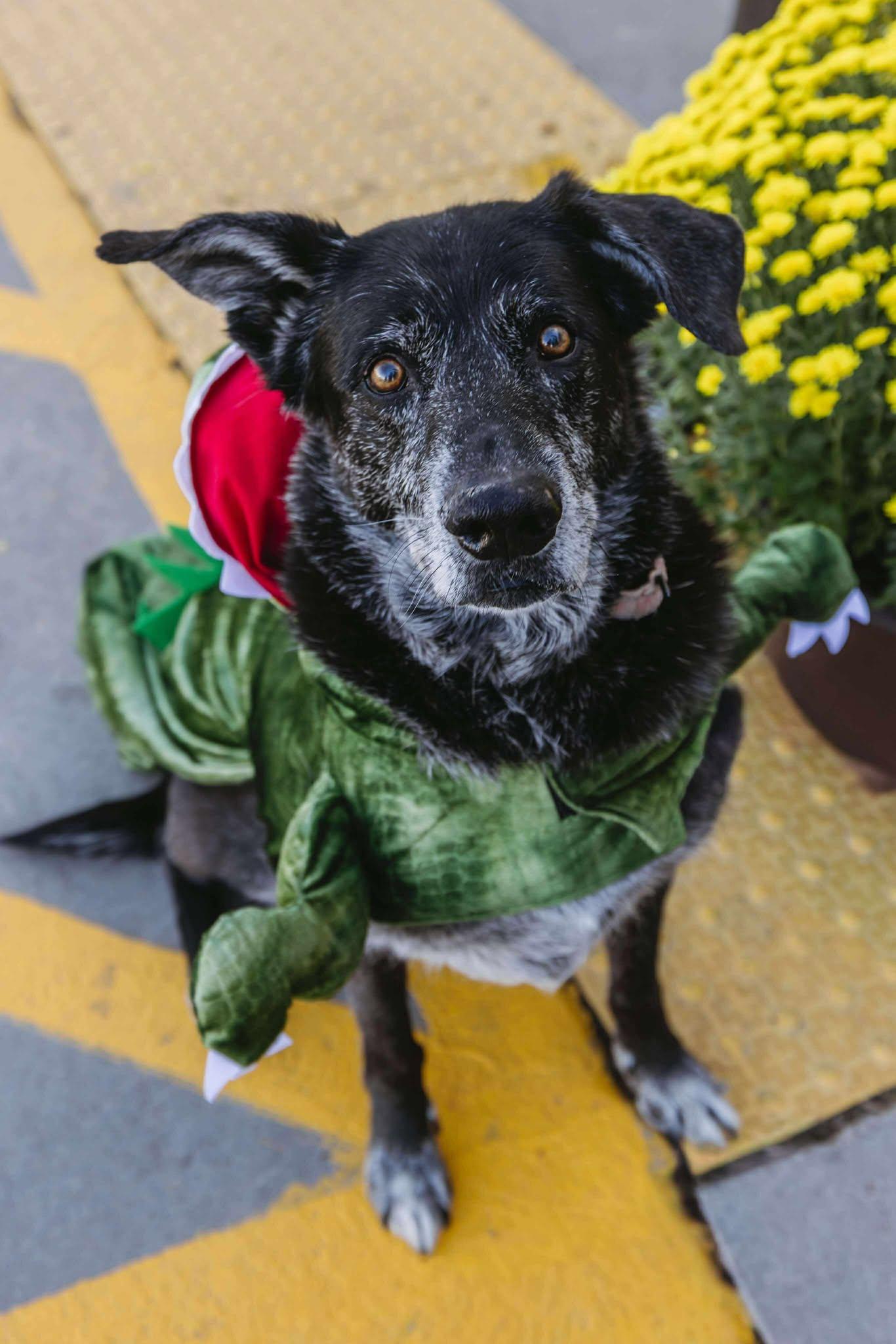 Zeus, Adoptable, Senior Male Mixed Breed.