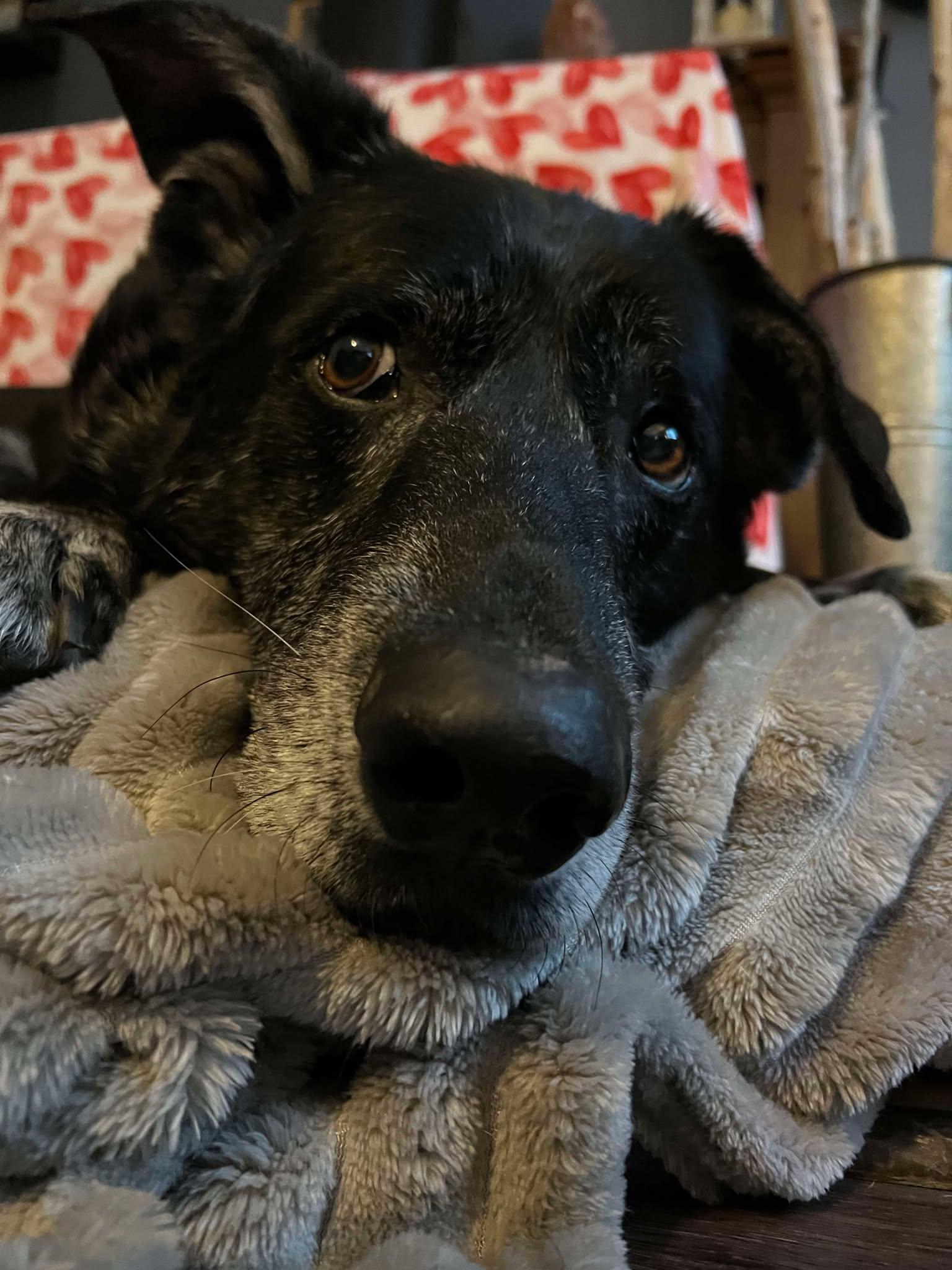 Zeus photo 4