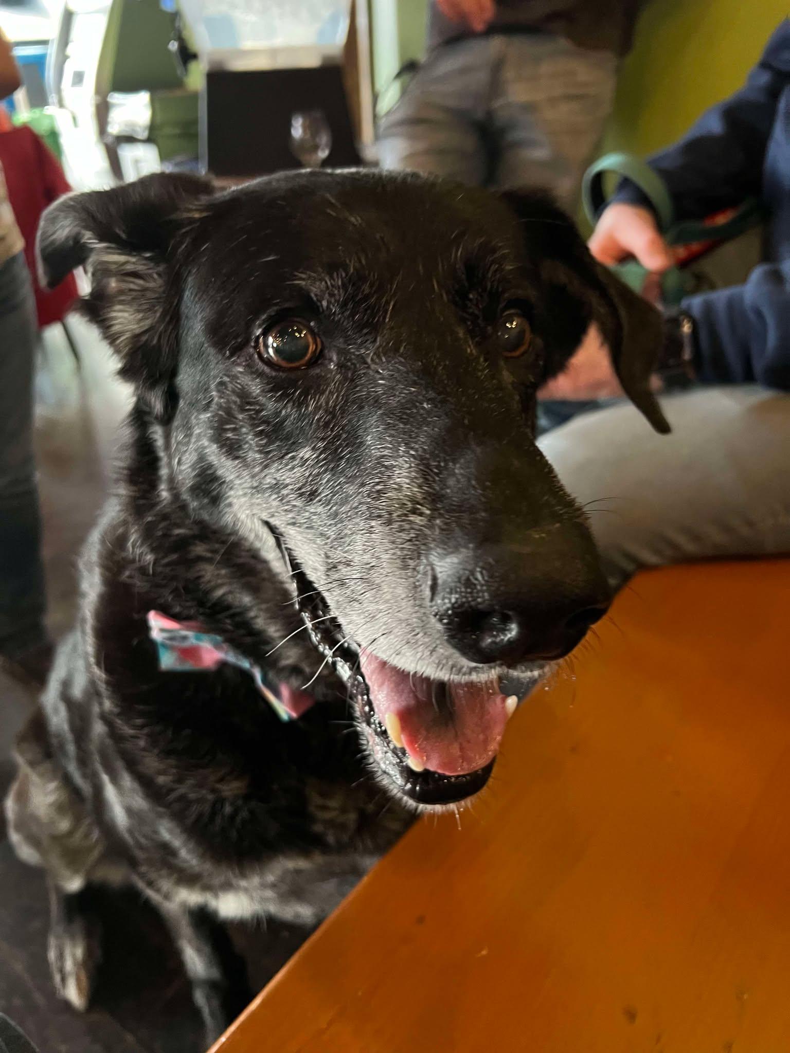 Zeus, a Adoptable Mixed Breed in Sioux Falls, SD image 5/6