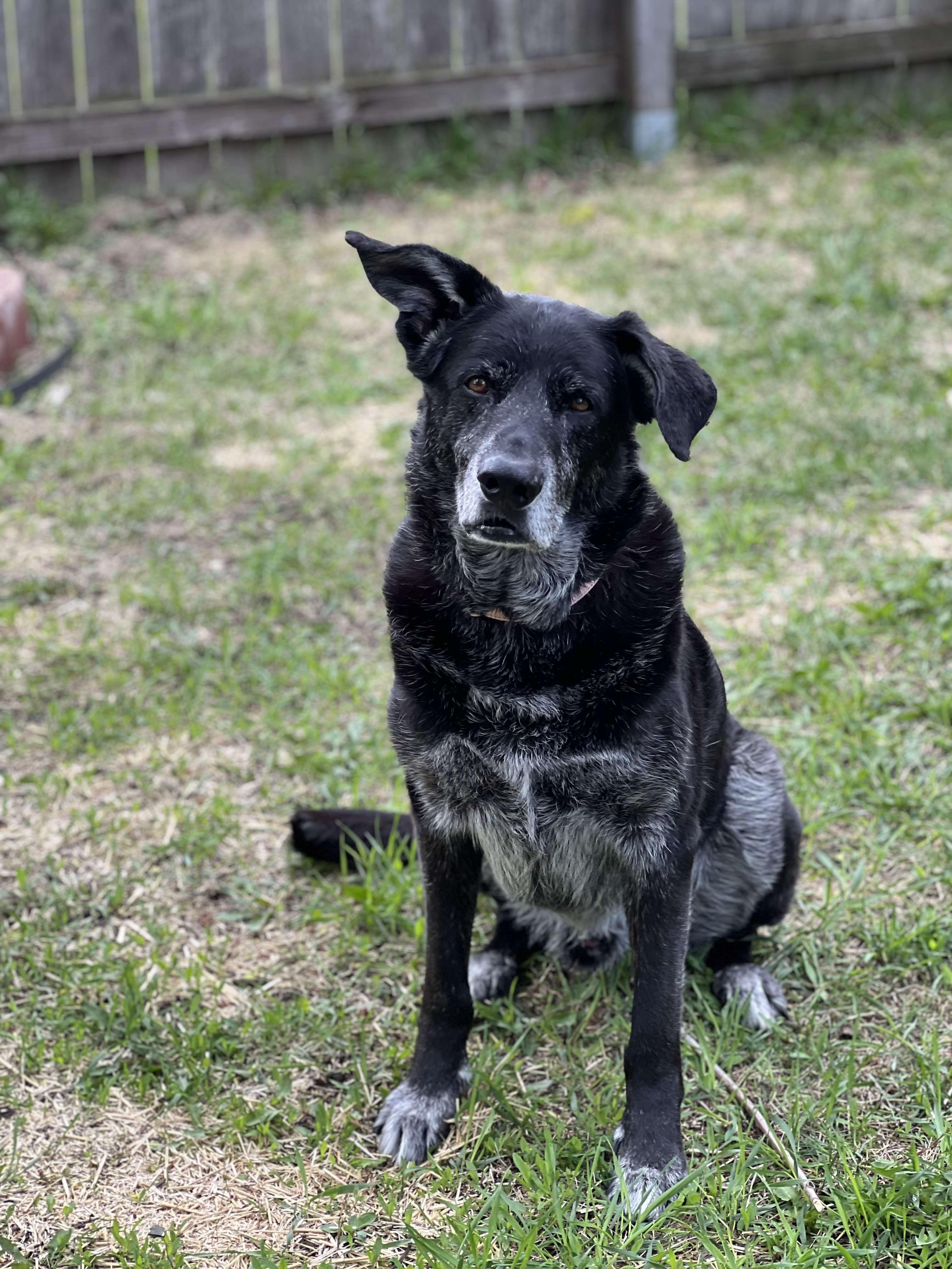 Zeus, Senior Male unknown