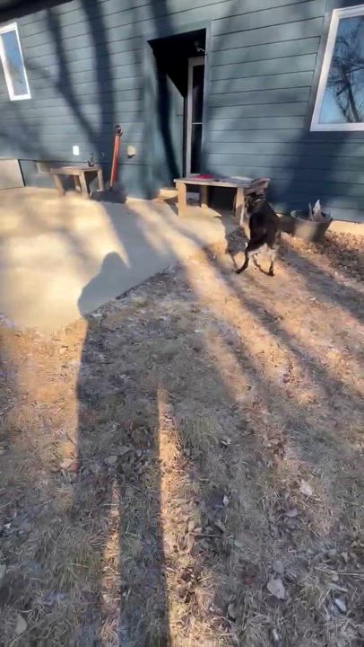 Enlarge Zeus, a Adoptable Mixed Breed in Sioux Falls, SD video 6/6