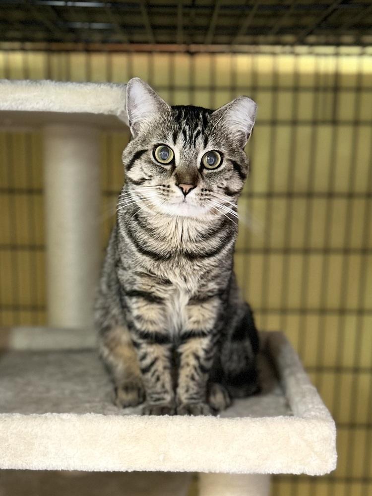Stripes, Adoptable, Young Male Domestic Short Hair.