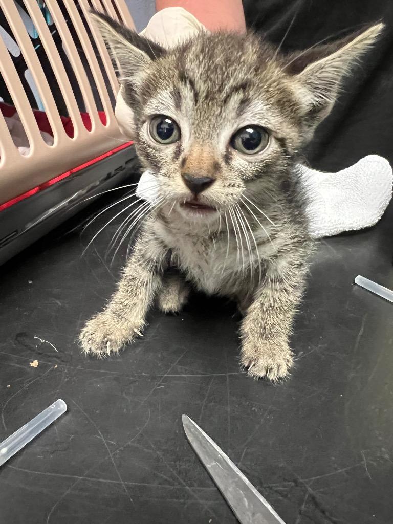 Pacifica Northwest, Adoptable, Kitten Female Domestic Short Hair.