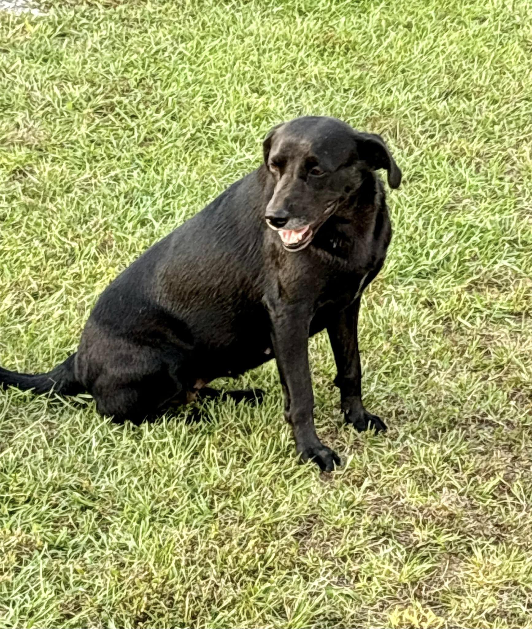 Nori, Adoptable, Adult Female Black Labrador Retriever.