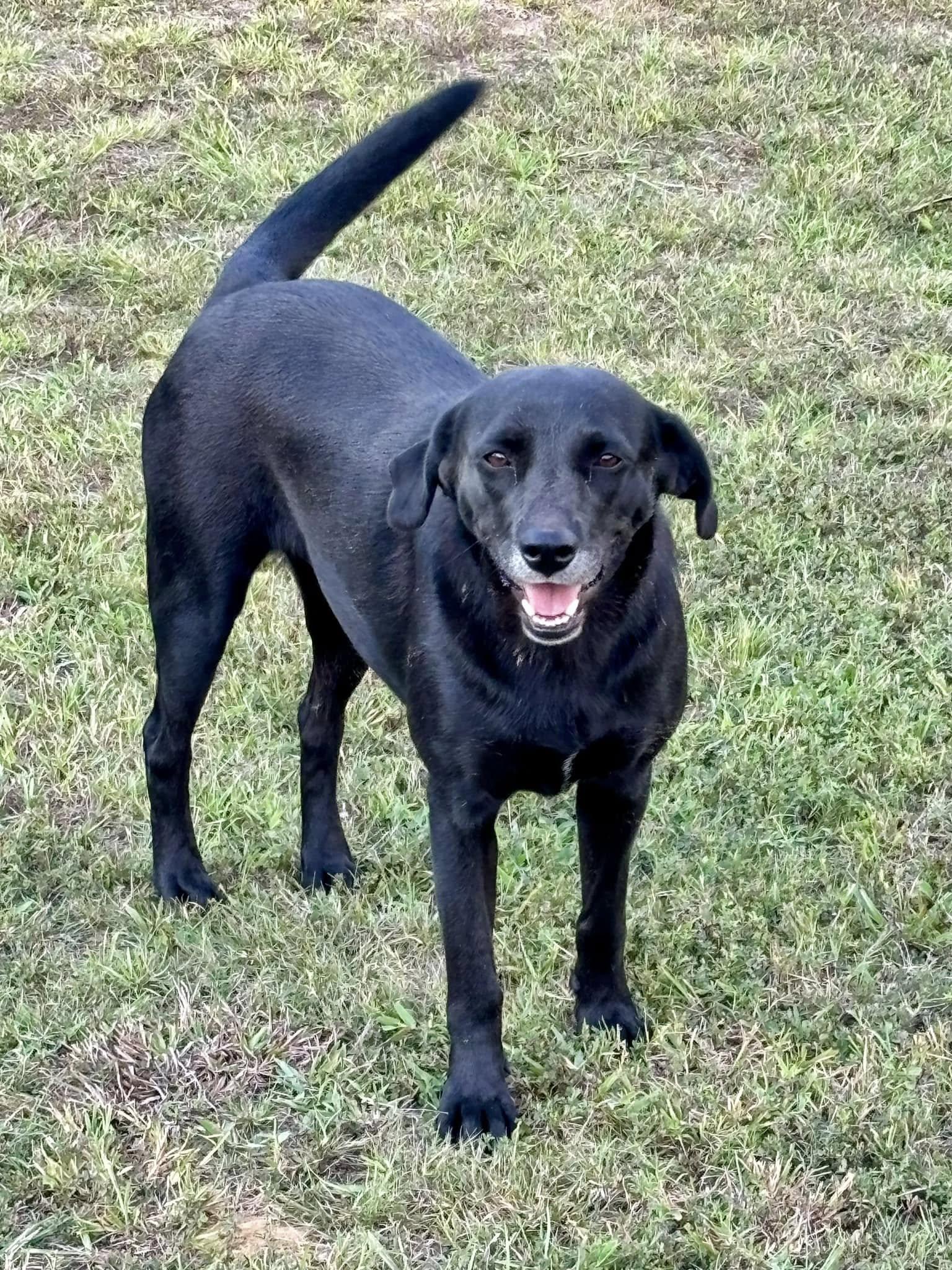 Nori, a Adoptable mixed breed in Joppa, AL image 2/4