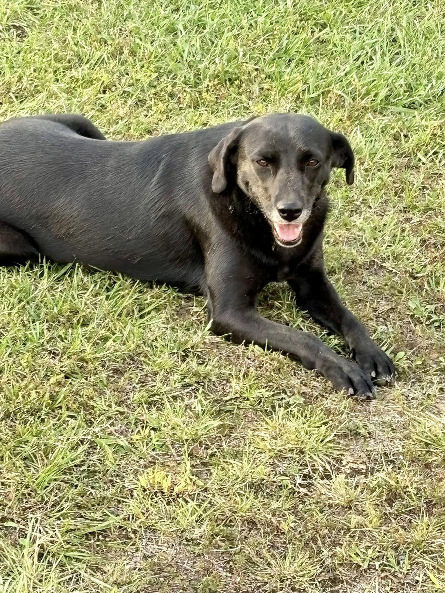 Nori, a Adoptable mixed breed in Joppa, AL image 3/4