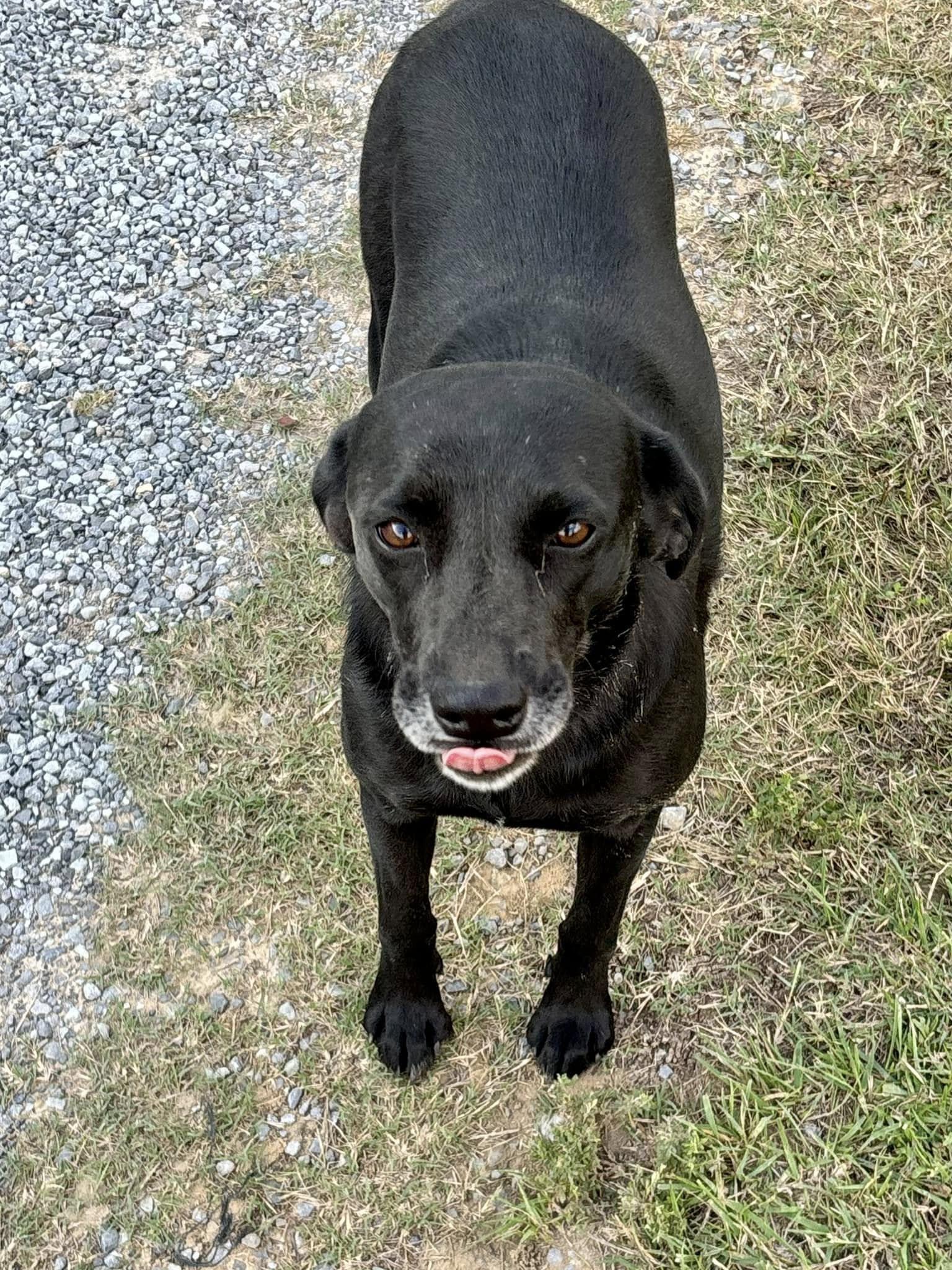 Nori, a Adoptable mixed breed in Joppa, AL image 4/4