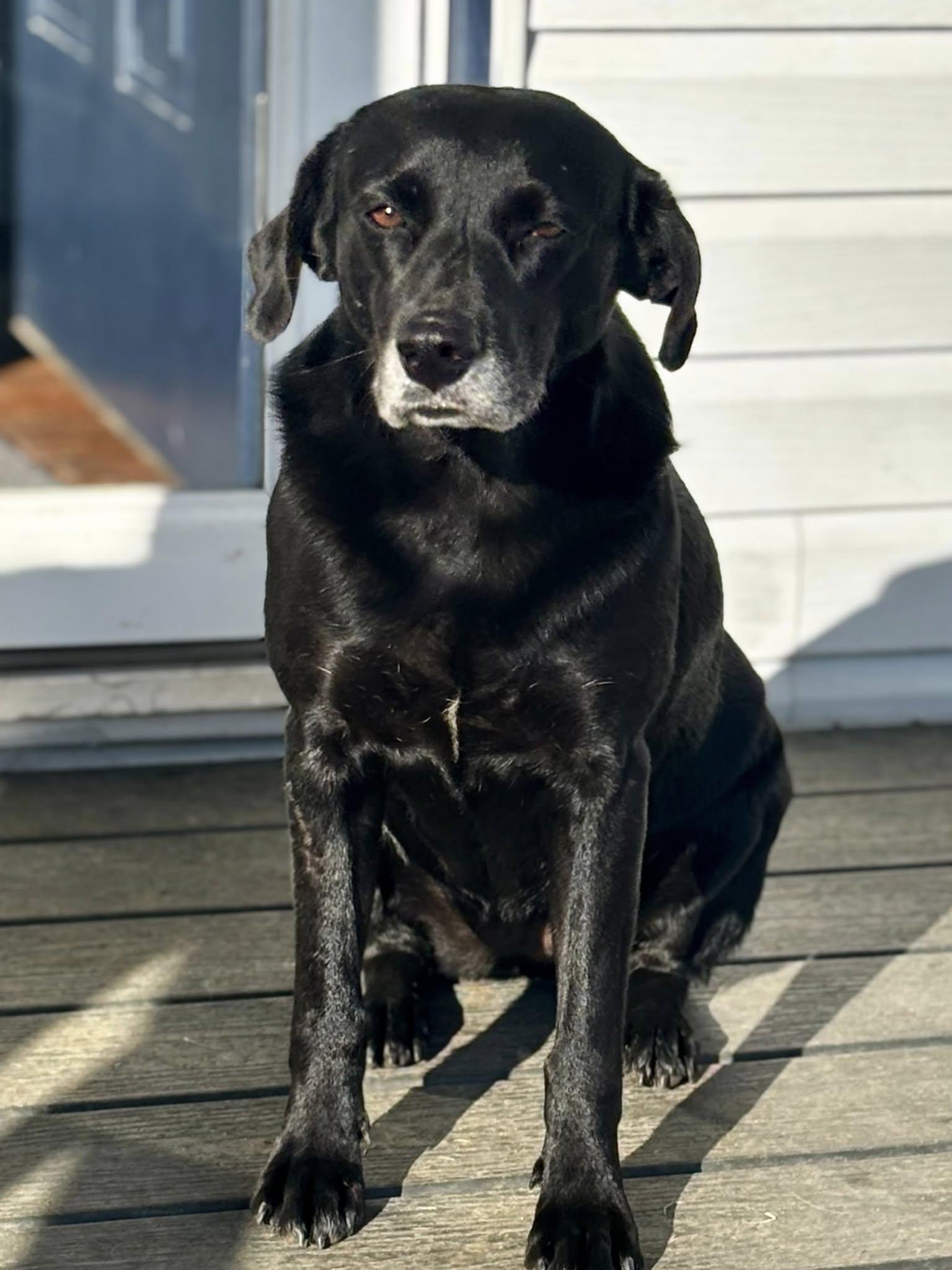 Enlarge Nori, a Adoptable mixed breed in Joppa, AL image 1/5