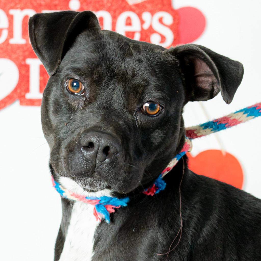 Enlarge Alice in Foster, a Adoptable mixed breed in Danielsville, GA image 1/3