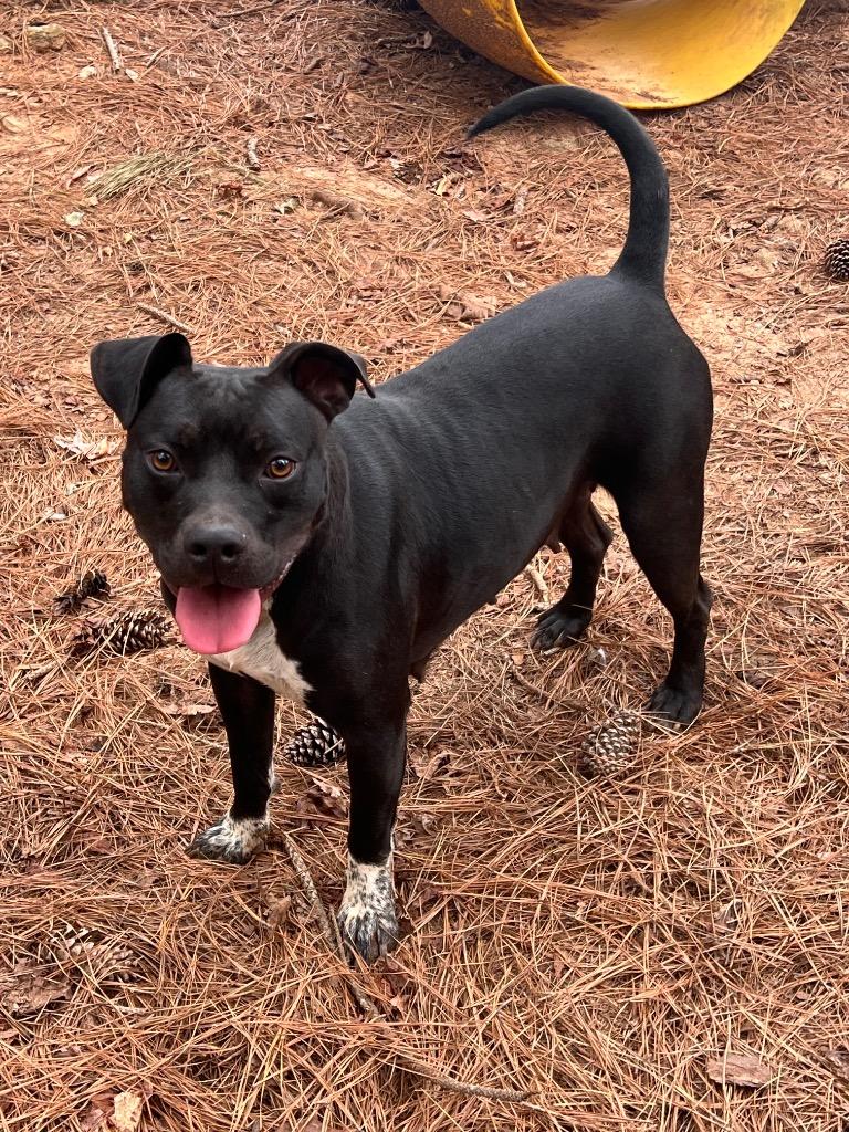 Enlarge Alice in Foster, a Adoptable mixed breed in Danielsville, GA image 2/3