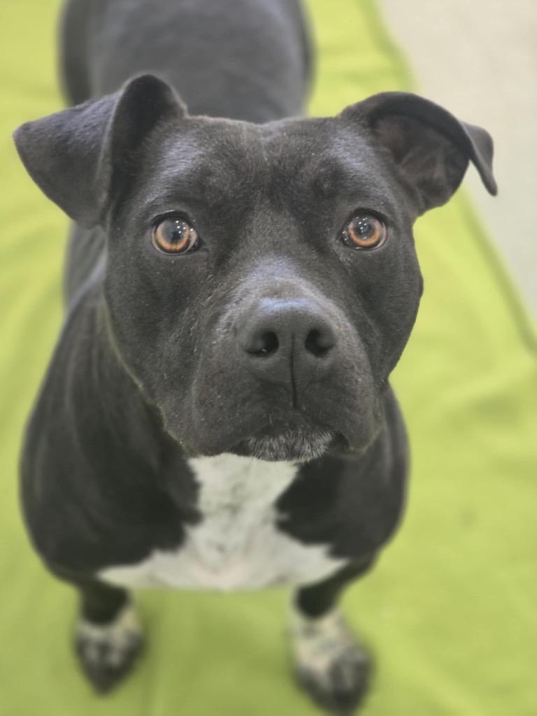 Enlarge Alice in Foster, a Adoptable mixed breed in Danielsville, GA image 3/3