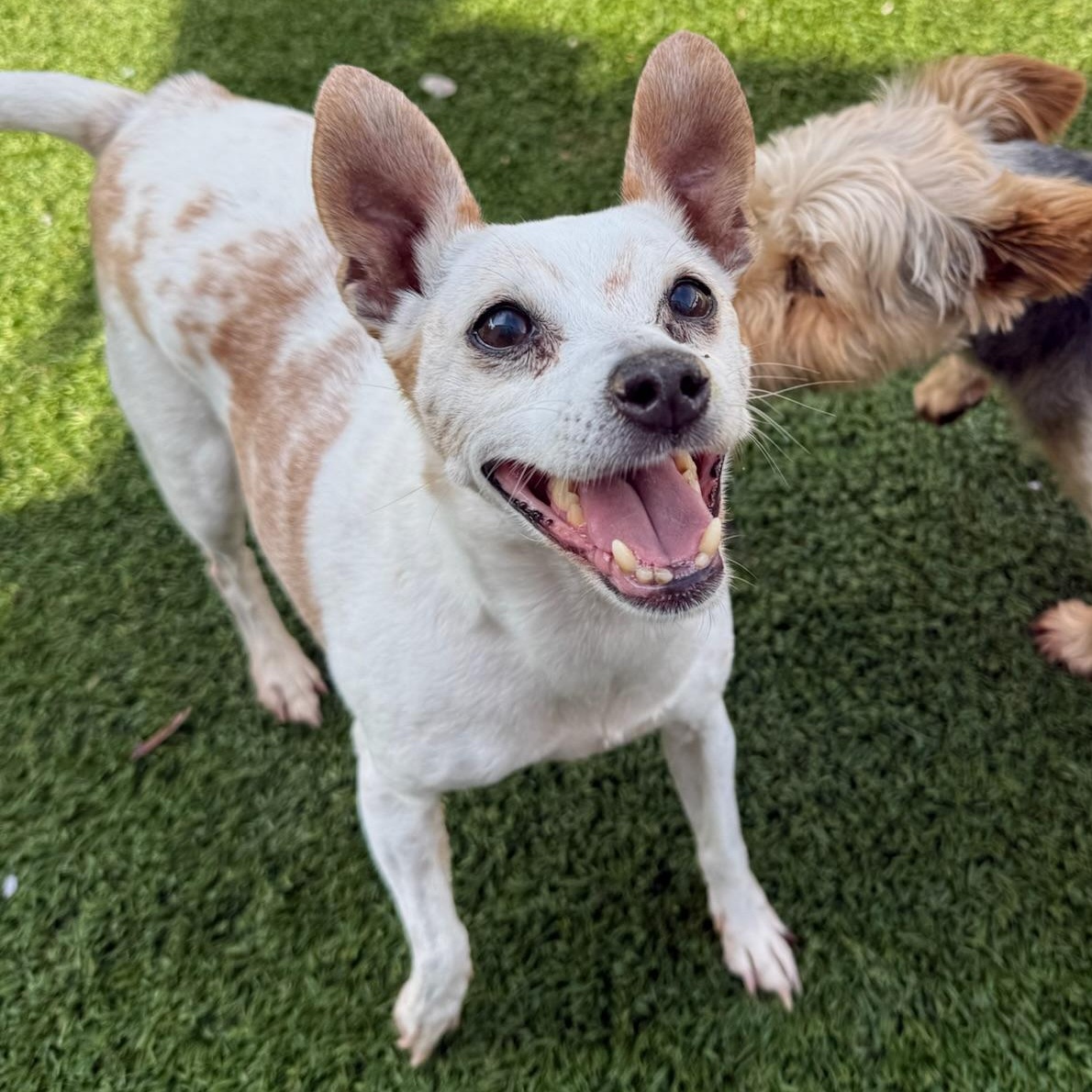Sriracha, Adoptable, Senior Female Jack Russell Terrier & Chihuahua.