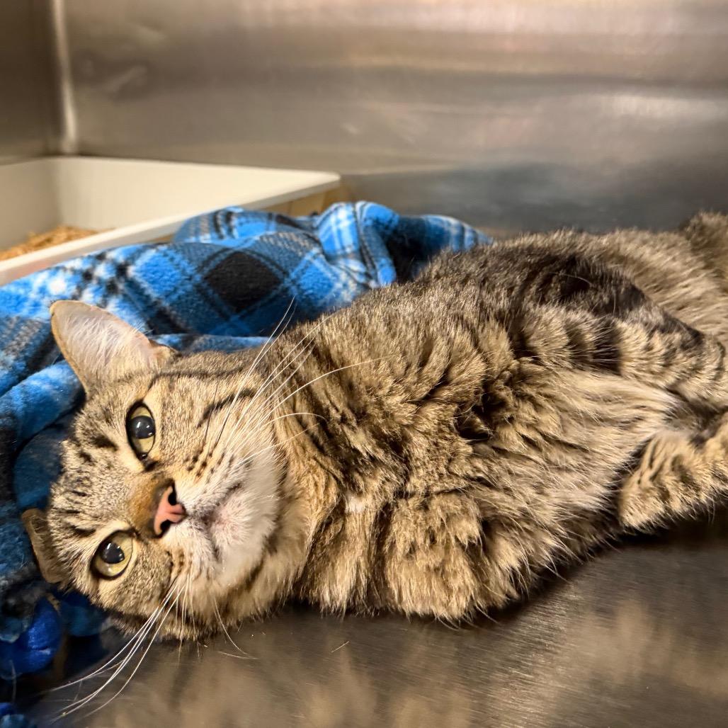 Jerry, a Adoptable Domestic Short Hair in Morgan Hill, CA image 1/6