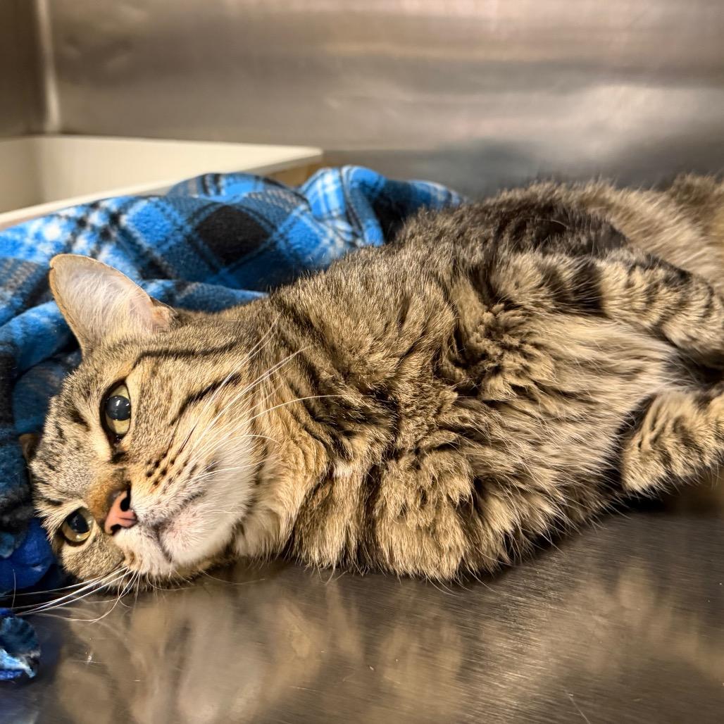 Jerry, a Adoptable Domestic Short Hair in Morgan Hill, CA image 2/6