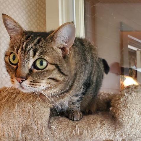 Enlarge Jerry, a Adoptable Domestic Medium Hair in Morgan Hill, CA image 1/3