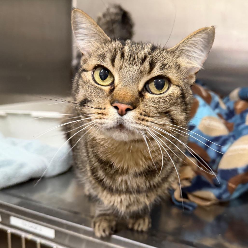 Jerry, a Adoptable Domestic Short Hair in Morgan Hill, CA image 6/6