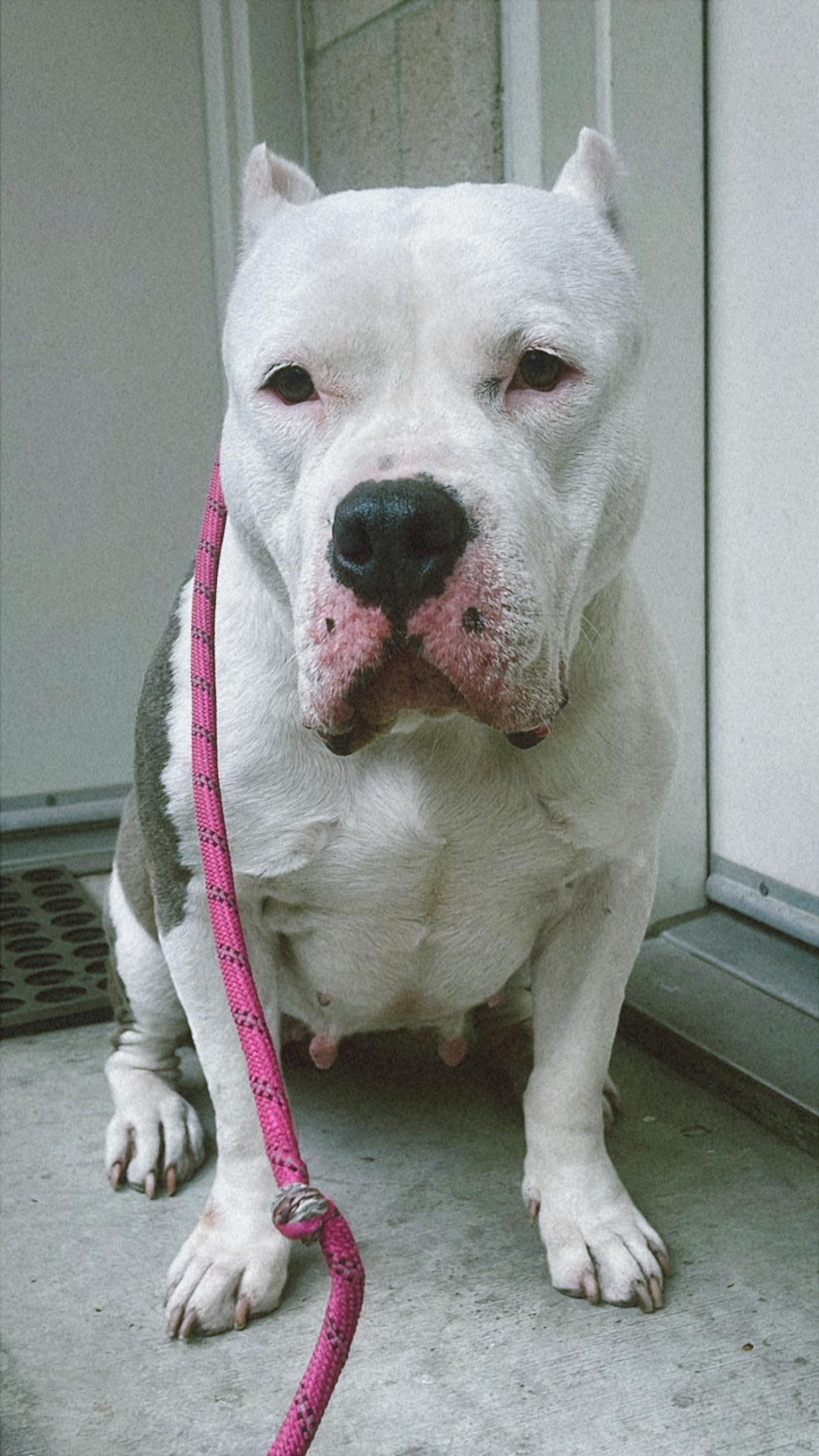 Remy, a Adoptable American Bully in San Rafael, CA image 4/6