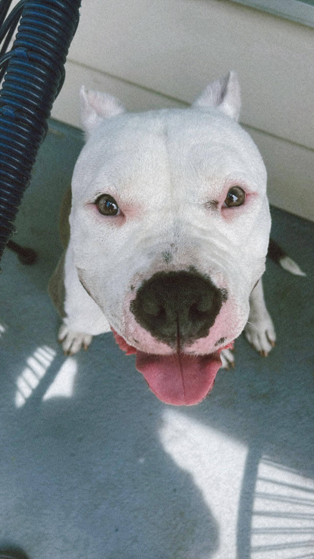 Remy, a Adoptable American Bully in San Rafael, CA image 2/6