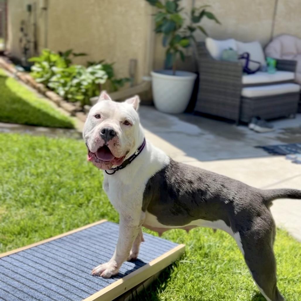 Remy, a Adoptable American Bully in San Rafael, CA image 1/6