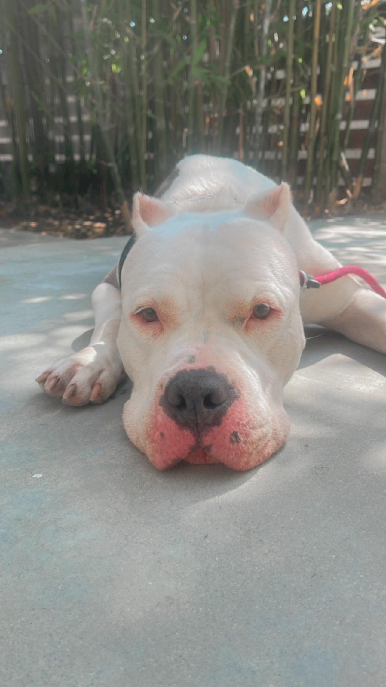 Remy, a Adoptable American Bully in San Rafael, CA image 6/6