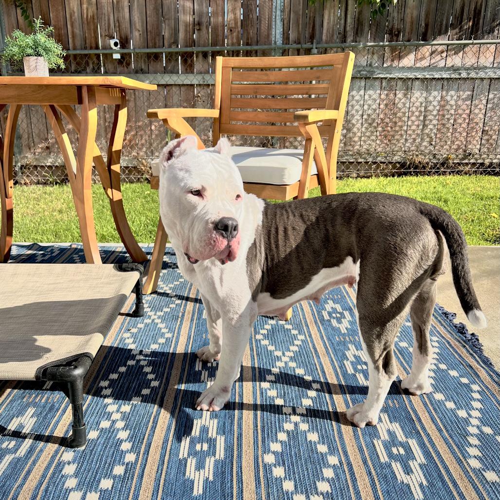 Remy, a Adoptable American Bully in San Rafael, CA image 5/6